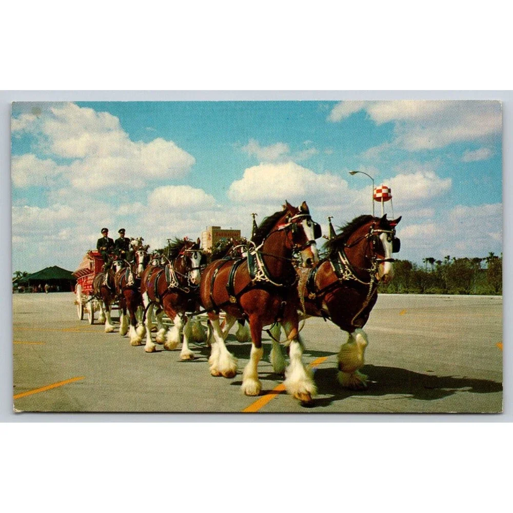 Vintage Budweiser Clydesdale 8-Horse Team Postcard Busch Gardens Tampa FL T-40